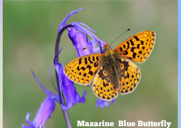 Mazarine Blue Butterfly